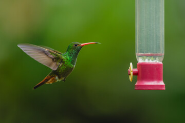 Obraz premium Rufous-tailed hummingbird lifts blurred wings near feeder