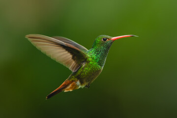 Obraz premium Rufous-tailed hummingbird lifts wings against green background