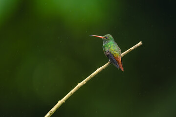 Obraz premium Rufous-tailed hummingbird turns head on diagonal branch
