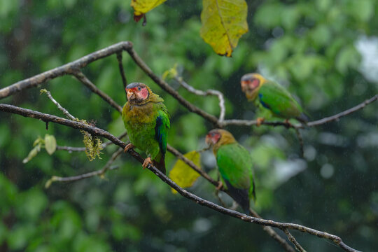 Three rose-faced parrots on tree in rain