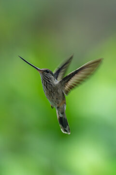 Tooth-billed hummingbird hovers against green bokeh background