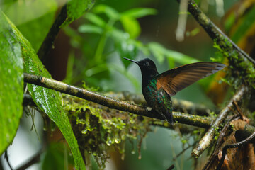 Obraz premium Velvet-purple coronet flutters wings on wet branch