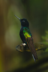 Obraz premium Velvet-purple coronet looks up from broken branch