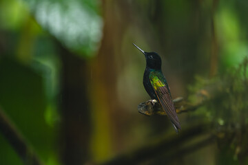 Obraz premium Velvet-purple coronet looks up from broken twig