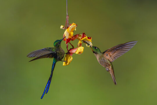 Violet-tailed sylph and fawn-breasted brilliant on flower