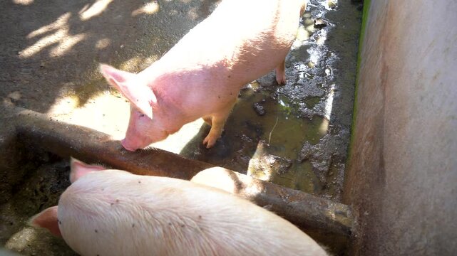 Feeding young pigs at farm trough live agricultural production