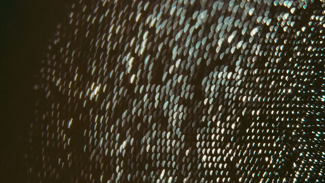 Dark Green Scale Pattern Texture