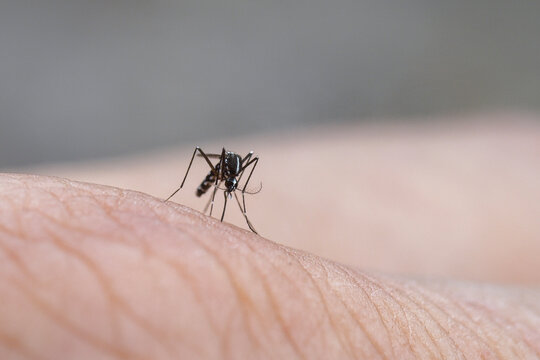 Close-up image of the mosquito that causes infectious diseases.