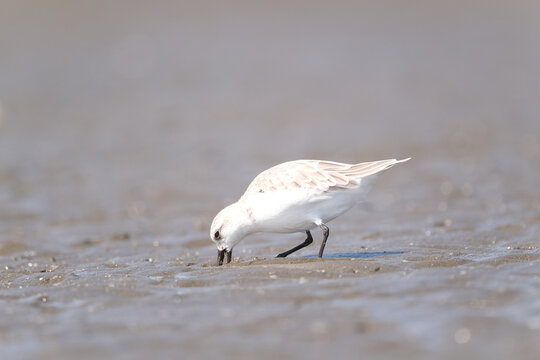 Sanderling with head down feeding on a tidal flat