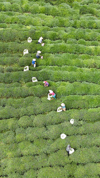 Image of tea fields and people harvesting tea on steep, sloping slopes.