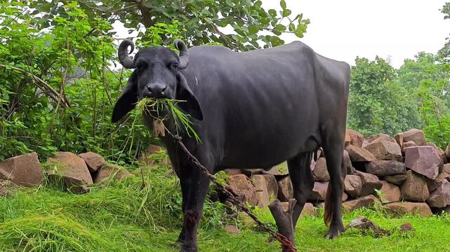 Indian water buffalo grazing on green grass in a rural village landscape