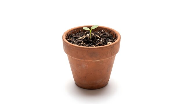 Small green seedling growing in terracotta clay flower pot with soil isolated on white background