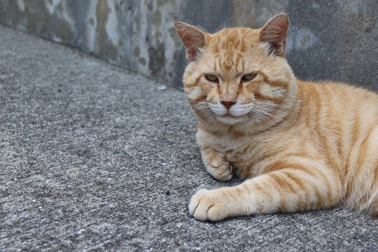 Boss cat