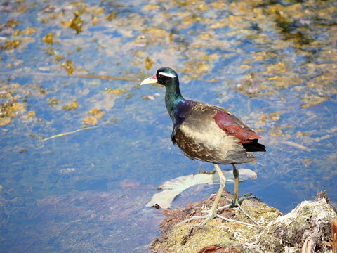 Bronze winged jacana bird standing on water and plant in wetland, Black and brown waterbird in lake, Thailand