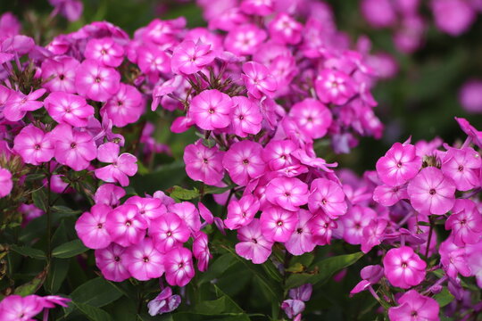 Garden Phlox paniculata, creeping phlox subulata, also known as the moss phlox.