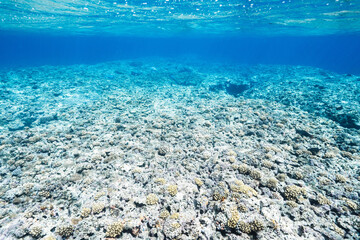 Underwater View of a Shallow Coral Reef in Tropical Blue Sea © Satoshi