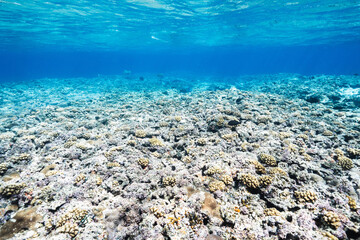 Clear Blue Tropical Ocean with Coral Reef and Sunlit Water Surface © Satoshi