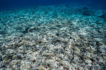 Shallow Reef Ecosystem Beneath Clear Blue Tropical Seawater © Satoshi