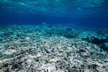 Wide Angle Underwater View of Tropical Coral Reef and Ocean Surface © Satoshi
