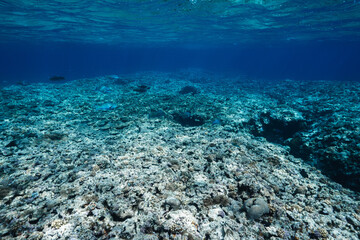 Shallow Tropical Coral Reef Underwater with Clear Blue Ocean and Sunlit Surface © Satoshi
