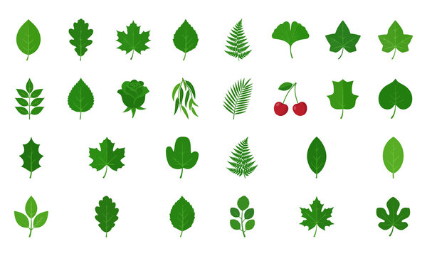 Set of various green leaves icons isolated on transparent background