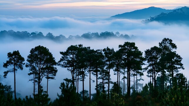 Pine trees rise above a sea of misty clouds at dawn or dusk with layered mountain silhouettes in soft blue and purple tones