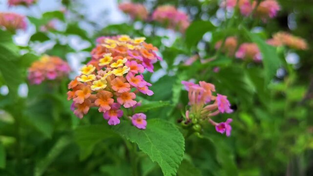 Colorful lantana camara flowers blooming in a lush green garden