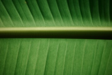 The banana leaf shows the vibrant green veins and leaf stalk in a close-up view © Visuit