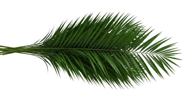 Green palm leaf isolated on white background vector illustration for tropical design
