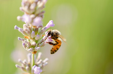 Ape su fiore di lavanda © Fabio