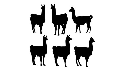 Obraz premium black and white silhouette set of llama very high quality vector illustration.