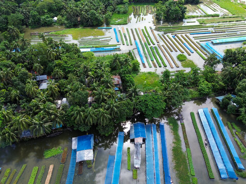 Aerial view of floating seedbeds with blue plastic covers and lush palm trees in the flooded agricultural landscape of Pirojpur Pourashava, Barisal Division, Bangladesh.