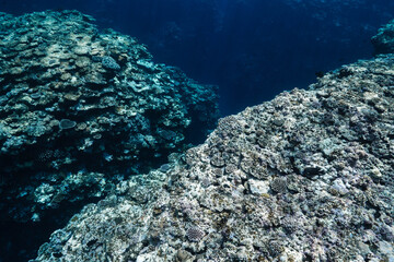 Underwater Coral Reef Ridge with Small Tropical Fish © Satoshi
