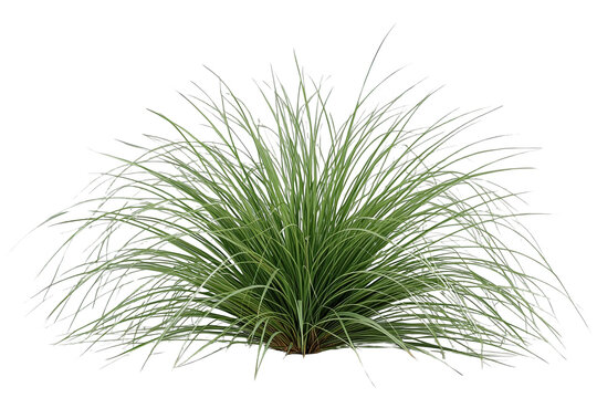 Compact green ornamental grass mound with fine arching blades
