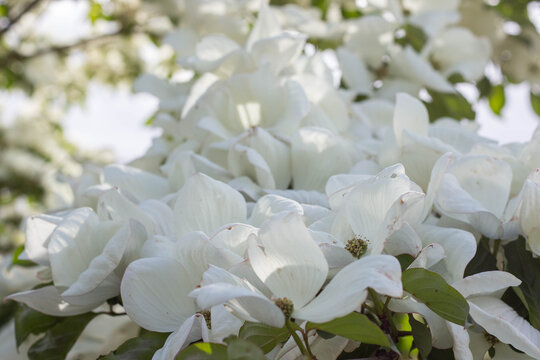 White flowering dogwood tree branches filled with abundant blossoms against a bright sky, showcasing delicate petals and vibrant green leaves in a natural setting