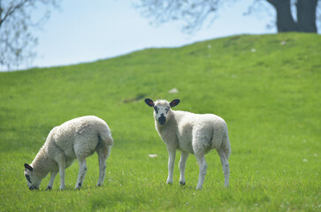 Lambs in field near Aysgarth in Wensleydale, Yorkshire Dales National Park © davidyoung11111