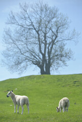 Fototapeta premium Lambs in field near Aysgarth in Wensleydale, Yorkshire Dales National Park