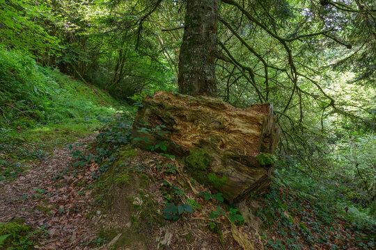 Souche d'arbre pos&eacute;e &agrave; la crois&eacute;e des chemins