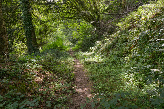 chemin  en lisi&egrave;re de for&ecirc;t de montagne