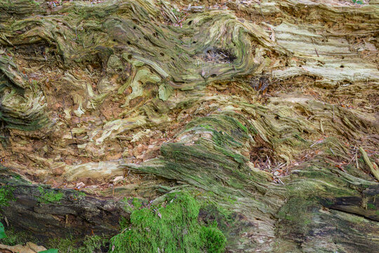 Gros plan Souche d'arbre pos&eacute;e &agrave; la crois&eacute;e des chemins en lisi&egrave;re de for&ecirc;t de montagne