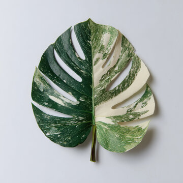 Single large leaf with split variegation showing green and white colors on clean white background, creating fresh natural look