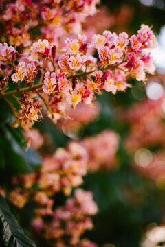 Delicate pink horse chestnut tree blossoms