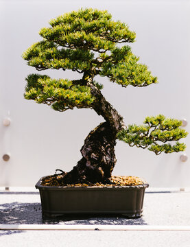 Japanese pine bonsai tree sitting in bright sunlight