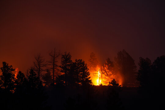 Wildfire raging through a forest at night