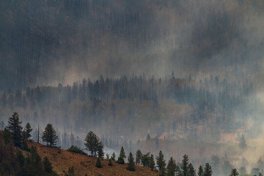 The charred forest after a wildfire in the mountains