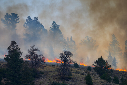 Wind Driven Flames in a dry forest