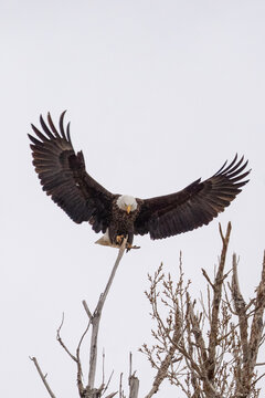 Majestic bald eagle perches with wings outstretched