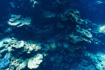 Tropical Fish and Coral Reef in Clear Blue Ocean Water © Satoshi