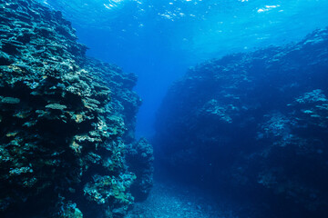 Tropical Fish Swimming Above a Coral Reef in Deep Blue Ocean © Satoshi