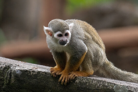 Curious common squirrel monkey rests on a branch